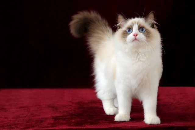 Рэгдолл: фото, описание, характер, содержание