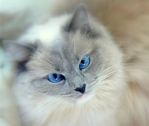 Рэгдолл: фото, описание, характер, содержание