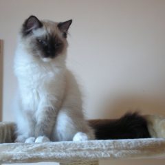 Рэгдолл: фото, описание, характер, содержание