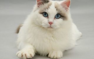 Рэгдолл: фото, описание, характер, содержание