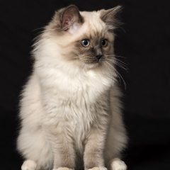 Рэгдолл: фото, описание, характер, содержание