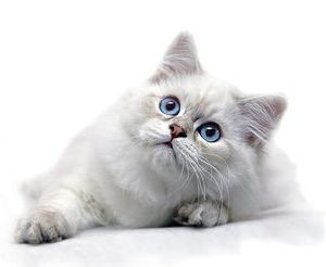 Рэгдолл: фото, описание, характер, содержание