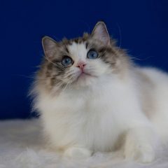 Рэгдолл: фото, описание, характер, содержание