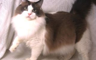 Рэгдолл: фото, описание, характер, содержание