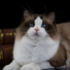 Рэгдолл: фото, описание, характер, содержание