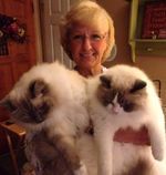 Рэгдолл: фото, описание, характер, содержание