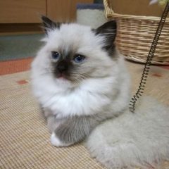 Рэгдолл: фото, описание, характер, содержание