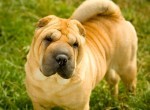 Ризеншнауцер: фото, описание, характер, содержание, отзывы