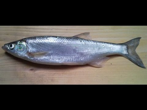 Рыба Шемая – фото, описание, ареал, питание, популяция