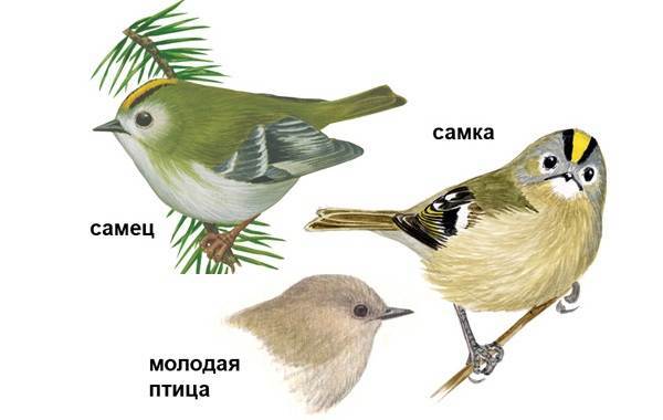 Самые маленькие птички. Колибри, корольки и крапивники