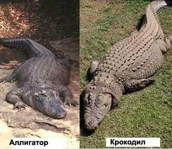 Сходства и различия крокодила и аллигатора