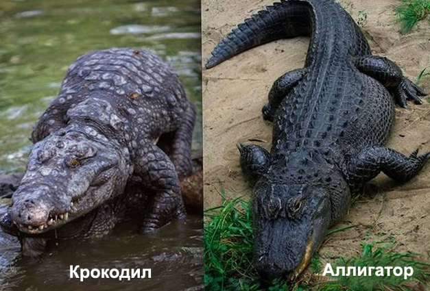 Сходства и различия крокодила и аллигатора