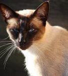 Сиамская кошка: фото, описание, характер, содержание, отзывы