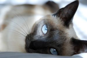 Сиамская кошка: фото, описание, характер, содержание, отзывы