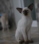 Сиамская кошка: фото, описание, характер, содержание, отзывы