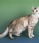 Сиамская кошка: фото, описание, характер, содержание, отзывы
