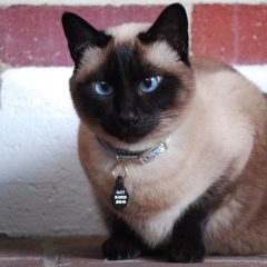 Сиамская кошка: фото, описание, характер, содержание, отзывы