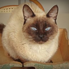 Сиамская кошка: фото, описание, характер, содержание, отзывы