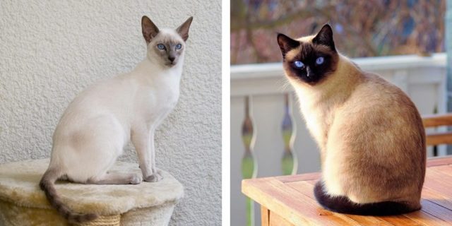 Сиамская кошка: фото, описание, характер, содержание, отзывы