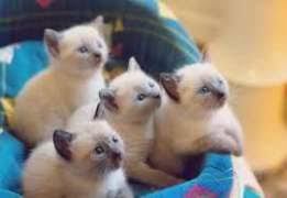 Сиамская кошка: фото, описание, характер, содержание, отзывы