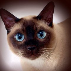 Сиамская кошка: фото, описание, характер, содержание, отзывы