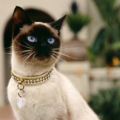 Сиамская кошка: фото, описание, характер, содержание, отзывы