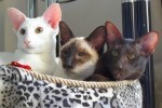 Сиамская кошка: фото, описание, характер, содержание, отзывы