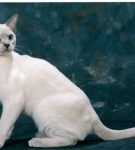 Сиамская кошка: фото, описание, характер, содержание, отзывы