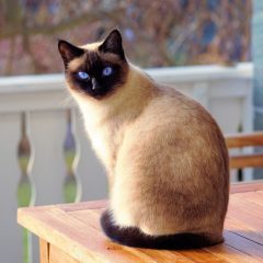 Сиамская кошка: фото, описание, характер, содержание, отзывы