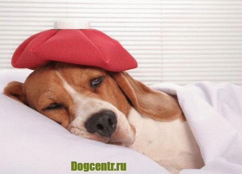 Симптомы болезни у собаки. Как узнать, что питомцу нездоровится?