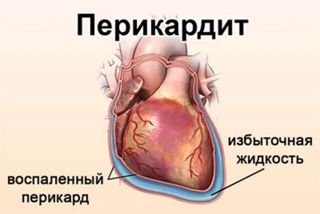 Симптомы болезни у собаки. Как узнать, что питомцу нездоровится?