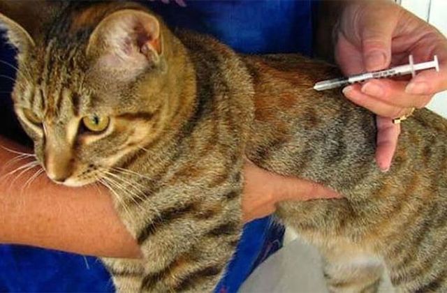 Синулокс для кошек – назначение, инструкция, отзывы