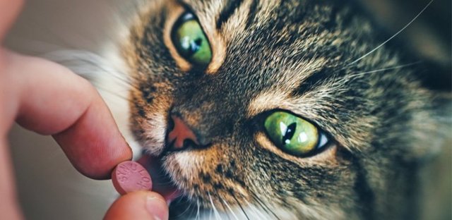 Синулокс для кошек – назначение, инструкция, отзывы