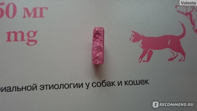 Синулокс для кошек – назначение, инструкция, отзывы