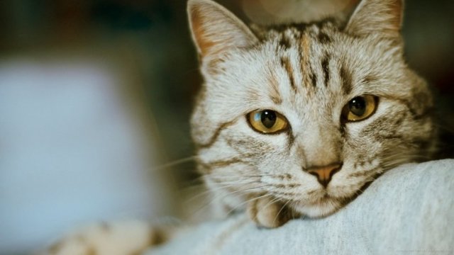Синулокс для кошек – назначение, инструкция, отзывы