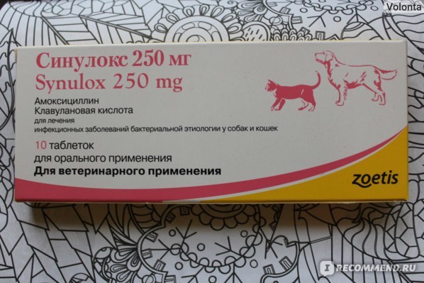 Синулокс для кошек – назначение, инструкция, отзывы