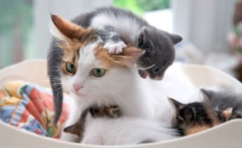 Сколько кошка вынашивает котят - длительность беременности кошки