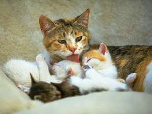 Сколько кошка вынашивает котят - длительность беременности кошки