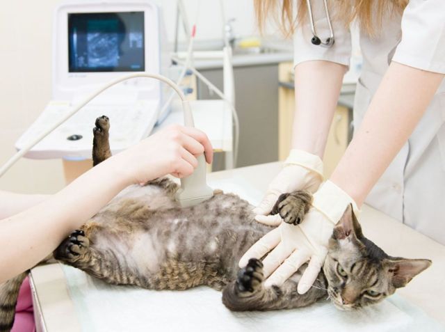Сколько кошка вынашивает котят - длительность беременности кошки