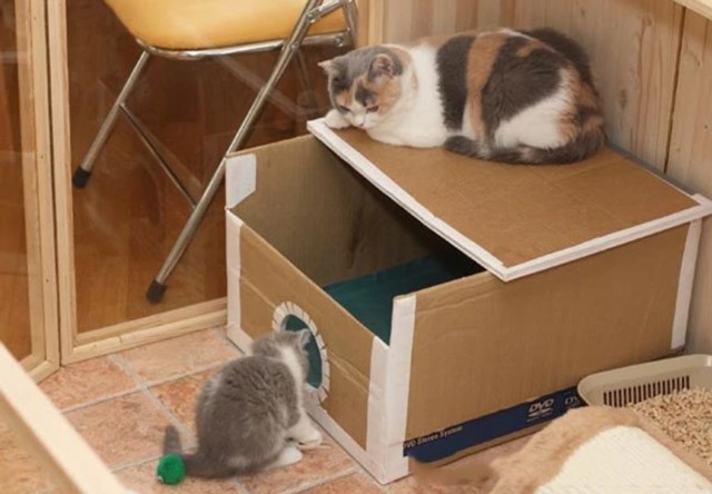 Сколько кошка вынашивает котят - длительность беременности кошки