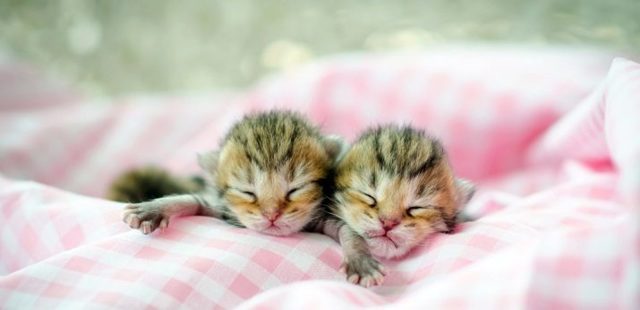 Сколько спят кошки. Продолжительность сна у кошек