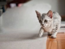 Сколько спят кошки. Продолжительность сна у кошек