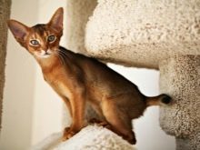 Сколько спят кошки. Продолжительность сна у кошек