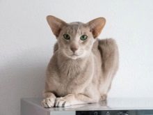 Сколько спят кошки. Продолжительность сна у кошек