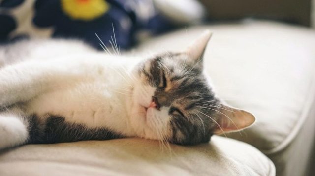 Сколько спят кошки. Продолжительность сна у кошек
