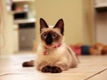 Сколько спят кошки. Продолжительность сна у кошек
