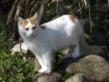 Сколько спят кошки. Продолжительность сна у кошек