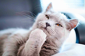 Сколько спят кошки. Продолжительность сна у кошек