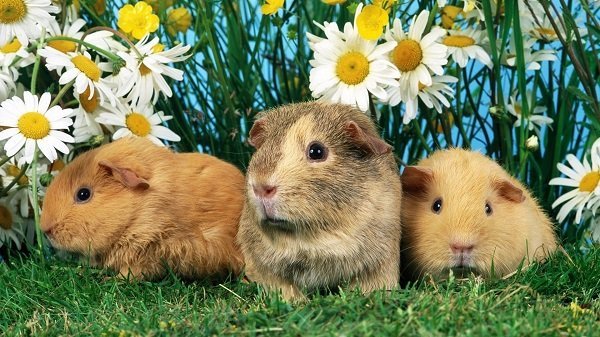 Сколько живут морские свинки – продолжительность жизни