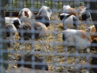 Сколько живут морские свинки – продолжительность жизни